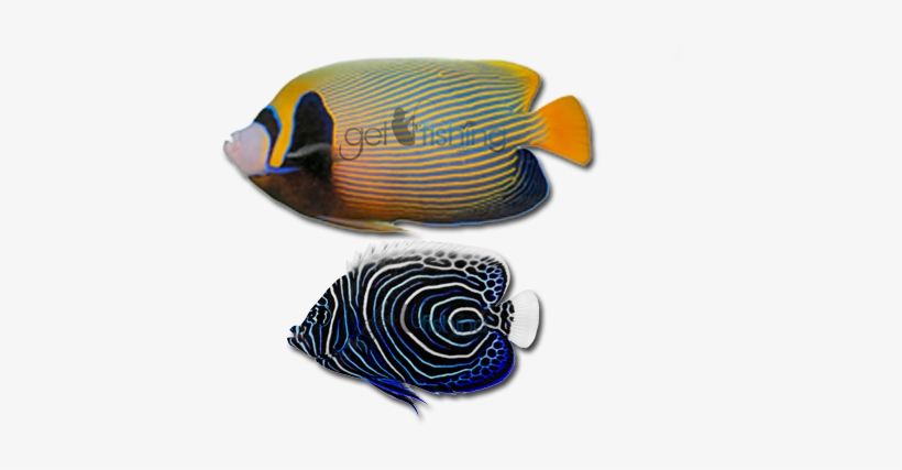Angelfish Png Photo - Coral Reef Fish, transparent png download