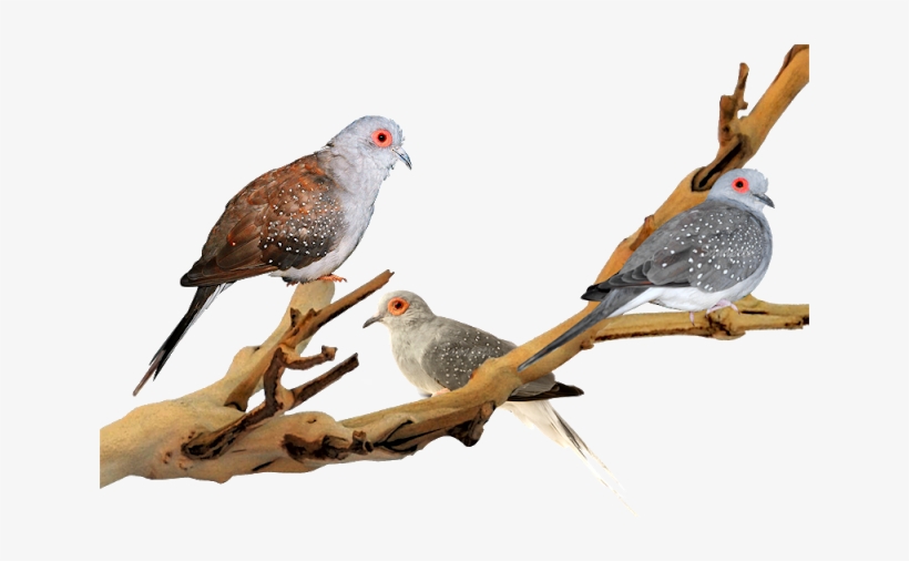 Diamond Dove - Exo Terra Exo Terra Forest Branch, Small 30cm Exo Terra, transparent png download