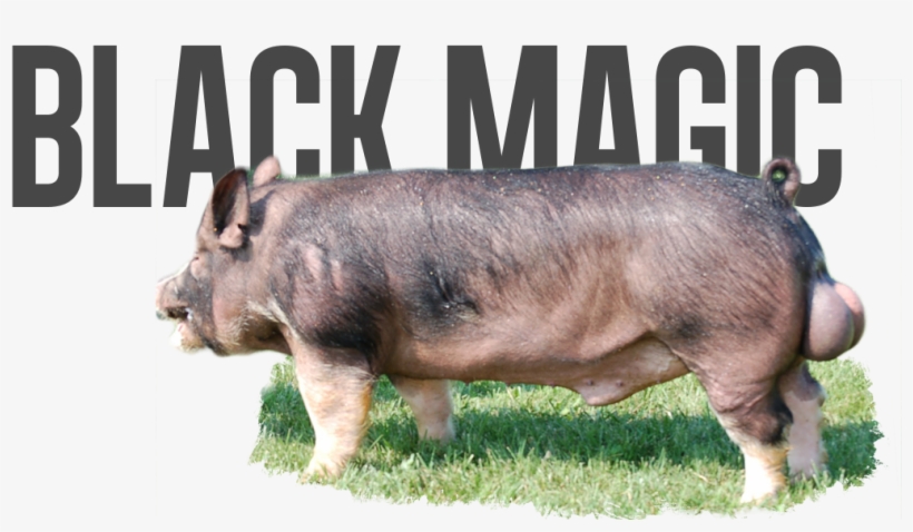 Black Diamond X Head Of The Class - Black Magic Pig, transparent png download
