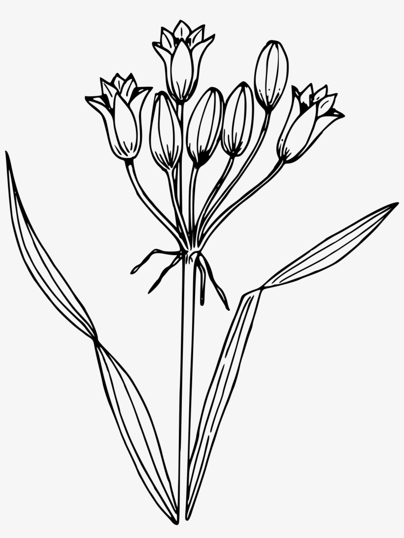 This Free Icons Png Design Of False Hyacinth, transparent png download