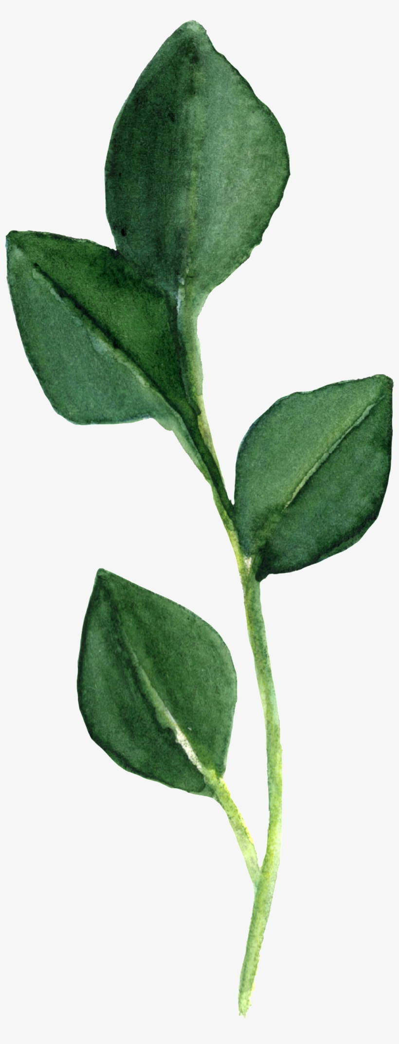 Transparent Material For Fresh Green Plants In Spring - Maidenhair Tree, transparent png download