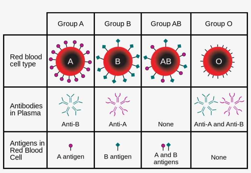Abo Blood Type - Blood Groups, transparent png download
