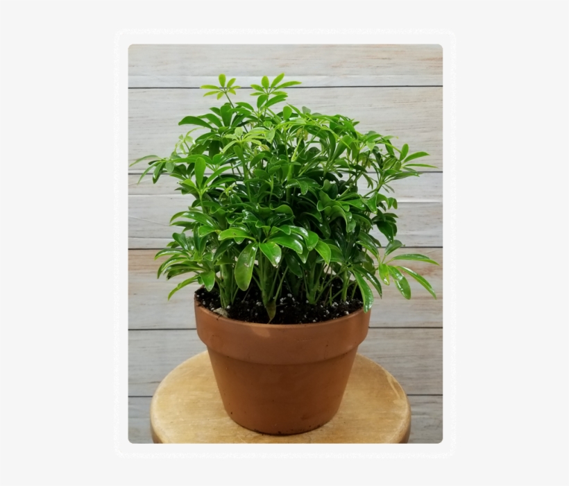 Flowerpot, transparent png download