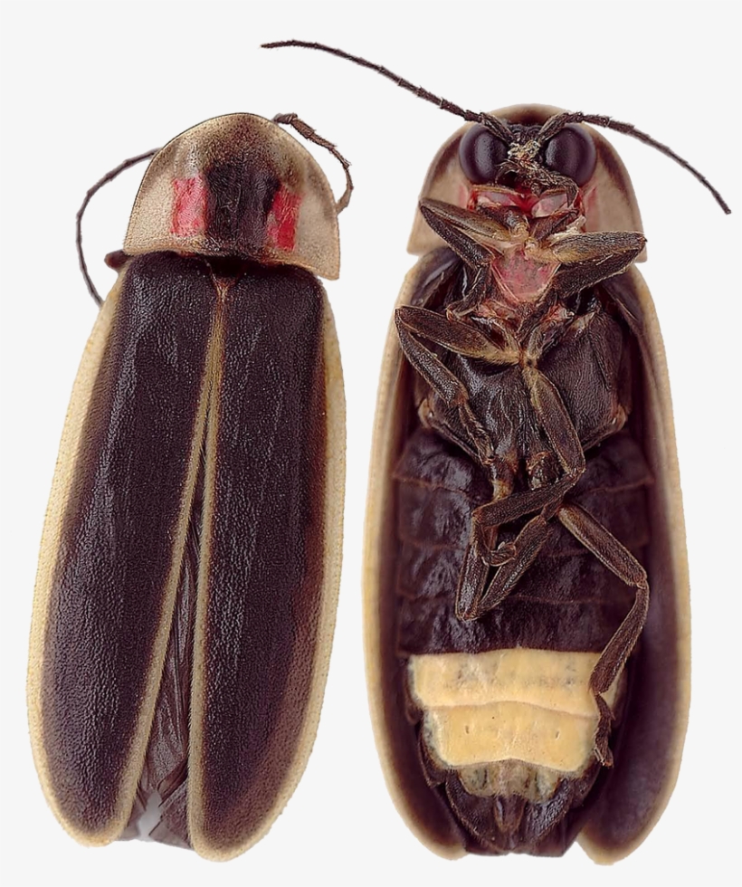 Park Announces 2017 Synchronous Firefly Viewing Dates - Firefly, transparent png download