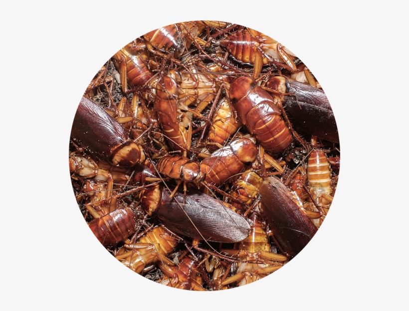 Cockroaches Belong To Kingdom Animalia, Phylum Arthropoda, - Anti Hero Skateboards Frank Gerwer New Beginnings Skateboard, transparent png download