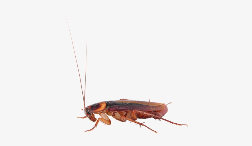 S - Google Cockroach, transparent png download