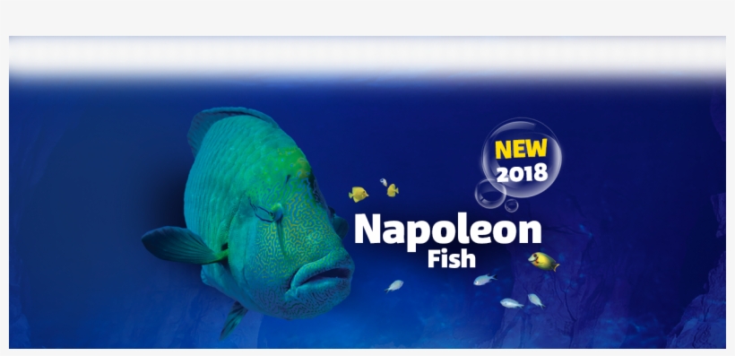 Are You Ready For An Incredible, Close Encounter With - Red Lionfish, transparent png download