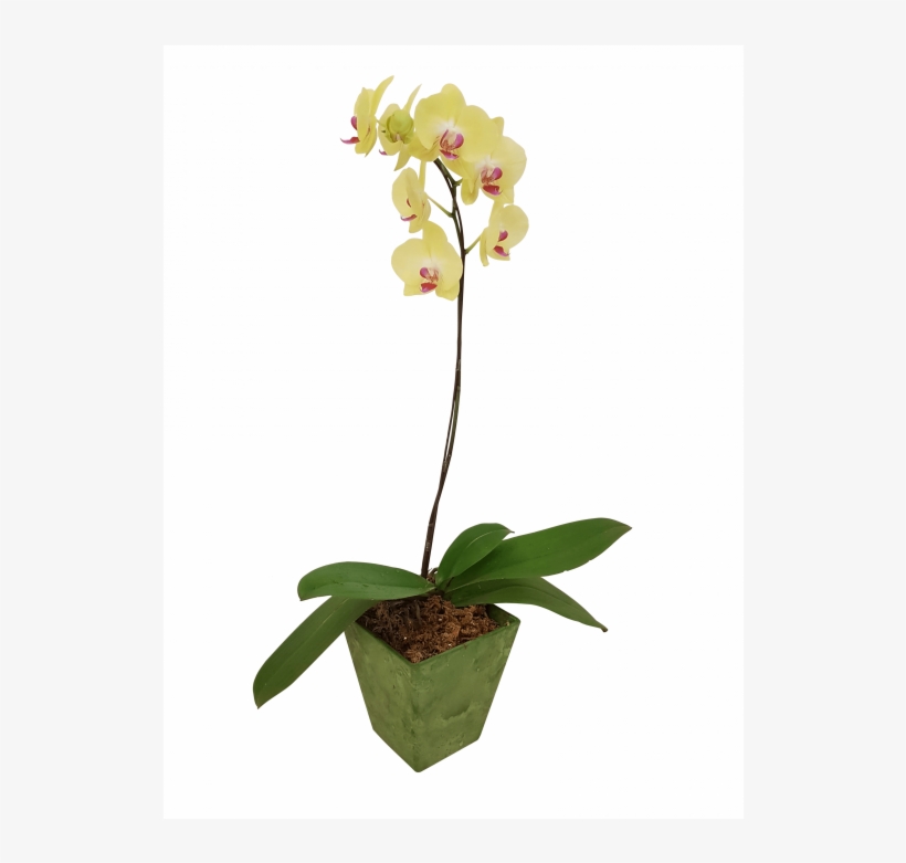 Single Potted Yellow Orchid - Single Flower Potted Plant, transparent png download