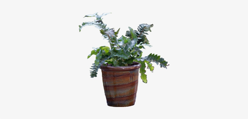 Potted Flower Png Love Mother's Day - Outdoor Potted Plant Transparent, transparent png download