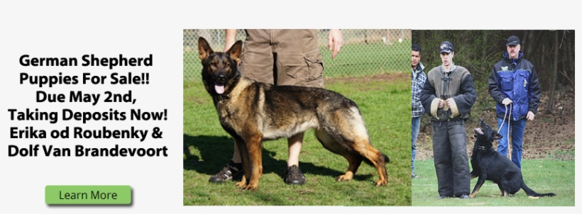 Fall 2014 Breeding - Old German Shepherd Dog, transparent png download