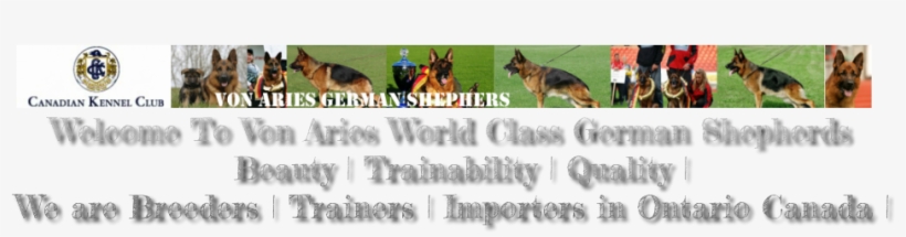 German Shepherd Puppies For Sale Ontario - Puppy, transparent png download