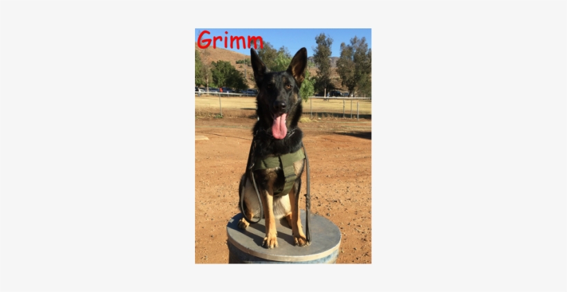 jj K9 Ranch﻿ - Old German Shepherd Dog, transparent png download