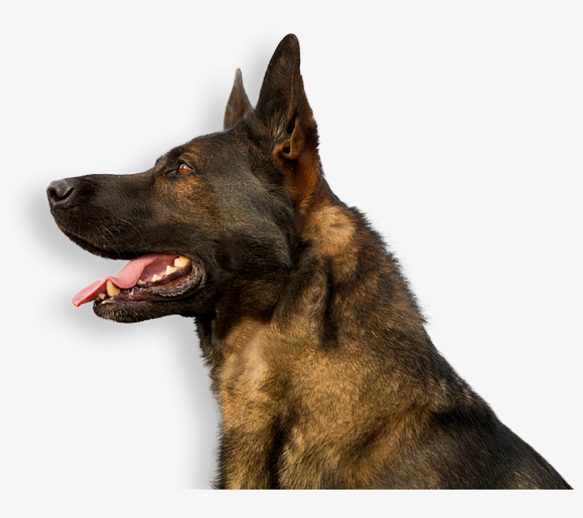 Want To Find Out If A Gsd Is Right For You - German Shepherd - German Shepherd T-shirt 1 T Shirt, transparent png download