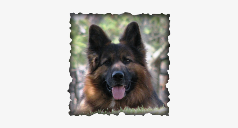 Long Coat German Shepherd Dog For Sale - Dog, transparent png download