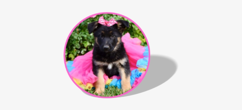 Sweetheart German Shepherds Home Page Our Story Available - Companion Dog, transparent png download