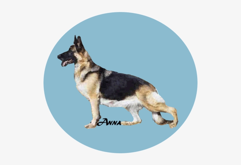 Anna - Old German Shepherd Dog, transparent png download