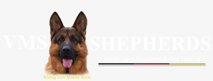 Vms Shepherds - Old German Shepherd Dog, transparent png download
