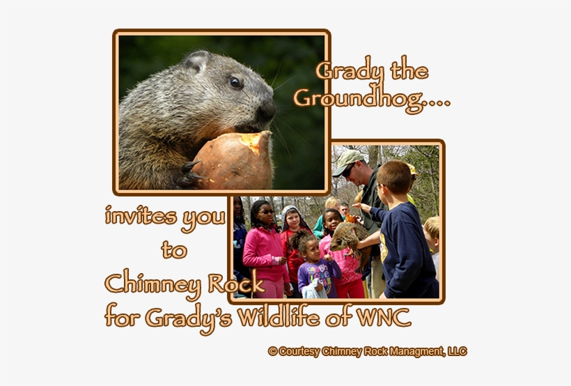 11th Annual Grady's Groundhog Day - Punxsutawney Phil, transparent png download