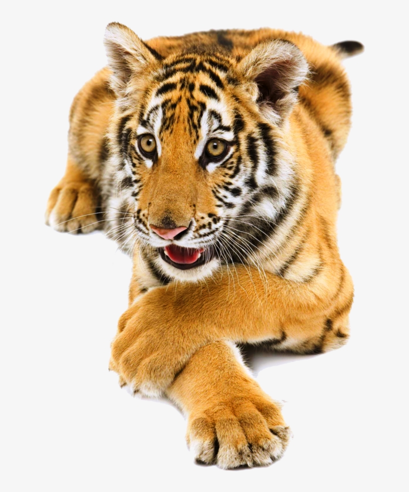 Siberian Tiger Png Pic - Door Png By Lgdesign, transparent png download