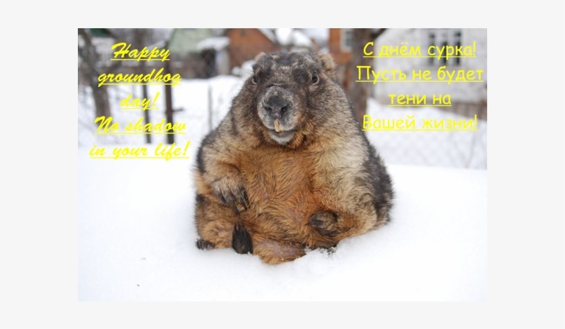 Greetings From Oleg Brandler, Marmot Commission Of - Greetings For Groundhog Day, transparent png download