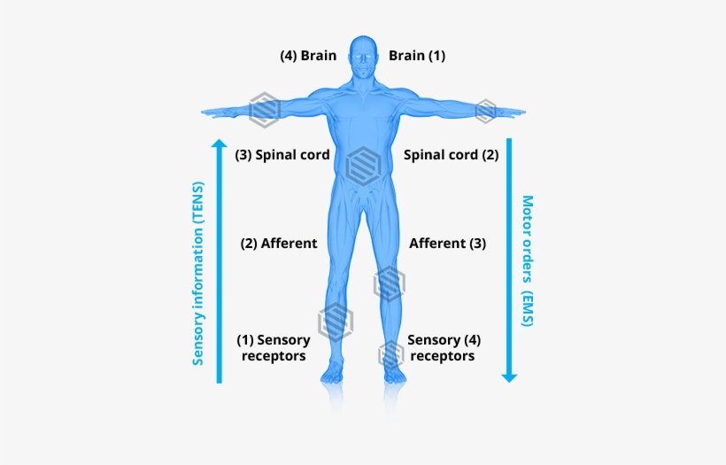 Stimulation Of The Motor Nerves - Standing, transparent png download