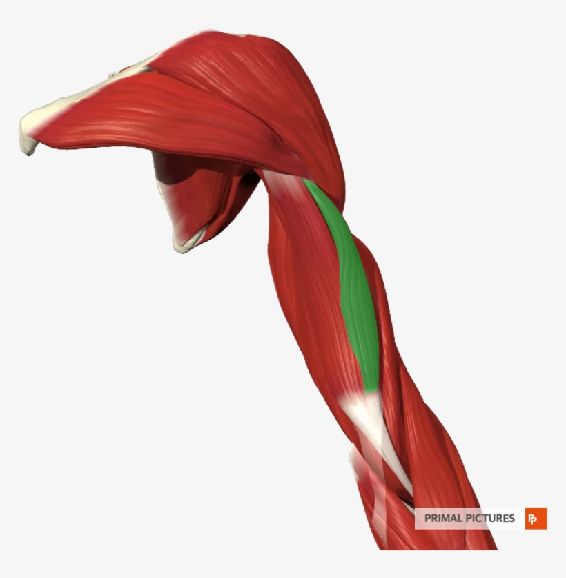 Card Image - Arm, transparent png download