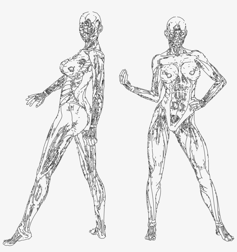 Big Image - Figure Drawing, transparent png download