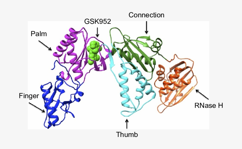 Ribbon Representation Of Hiv 1 Rt Gsk952 Complex, transparent png download