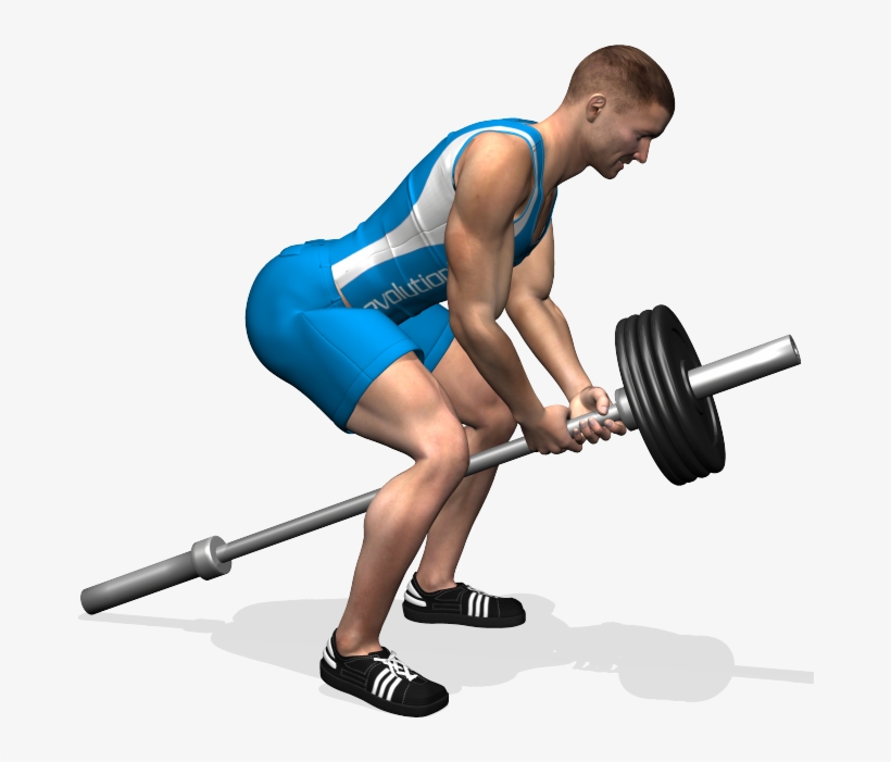 Bent Over Two Arm Long Bar Row Involved Muscles During - Esercizi Dorsali Bilanciere, transparent png download
