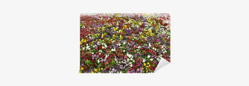 Colorful Flower Carpet In Park - Carpet, transparent png download