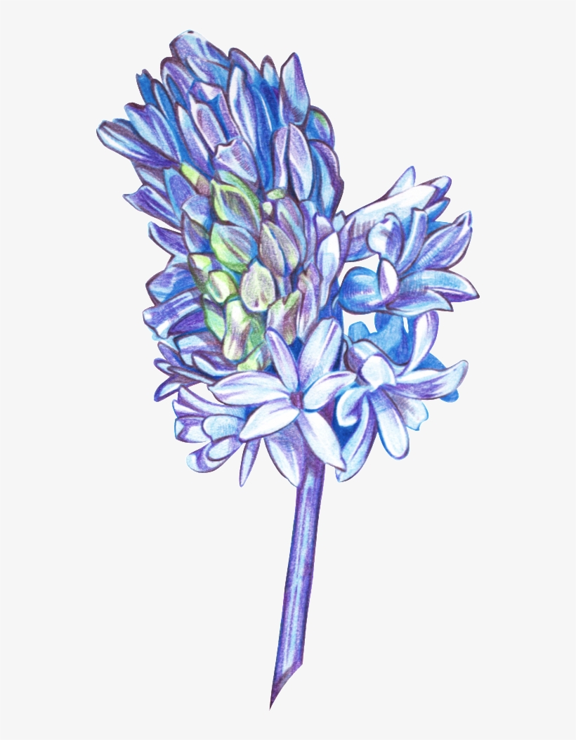 Hand Painted Colored Beautiful Flowers Png Transparent - Portable Network Graphics, transparent png download