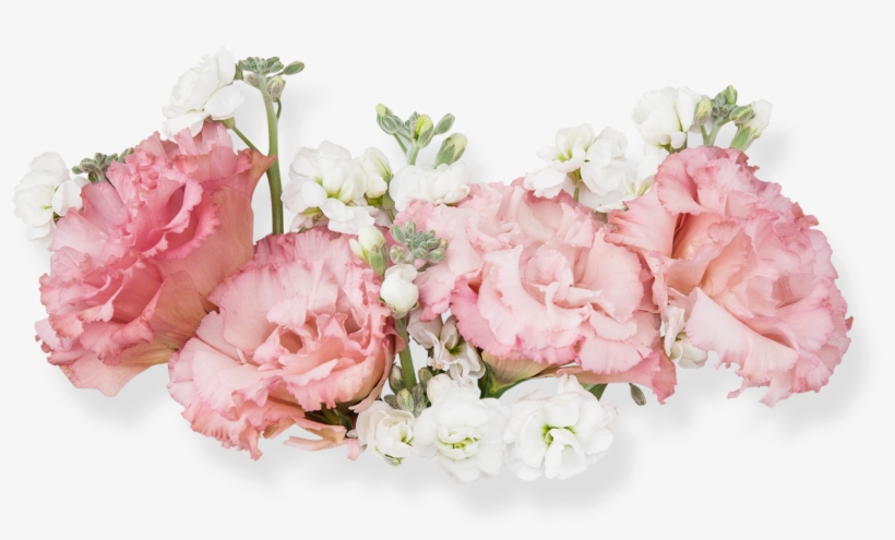 Pink Beautiful Flower Decoration Vector - 康乃馨 素材, transparent png download
