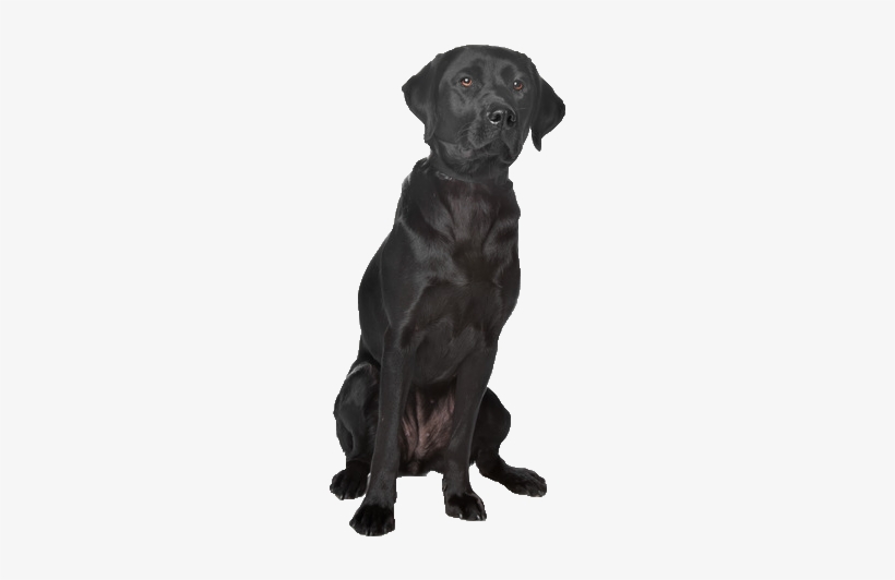 Beds, Collars And Accessories - Black Labrador Transparent, transparent png download
