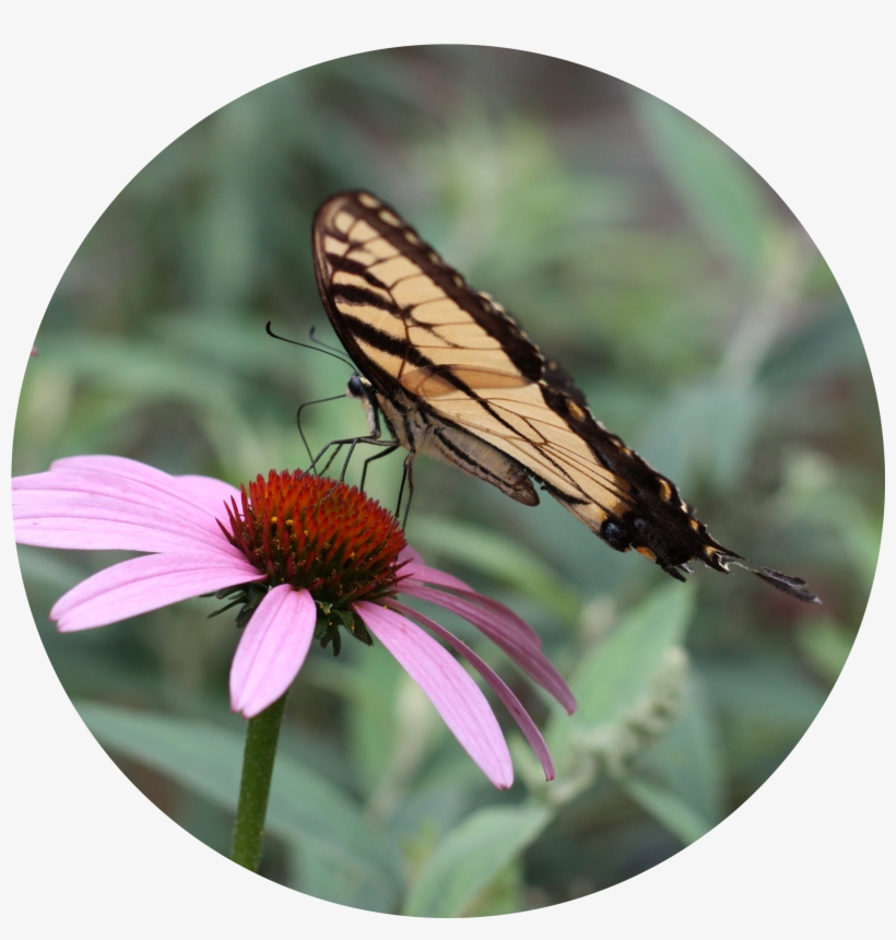 Contact, transparent png download