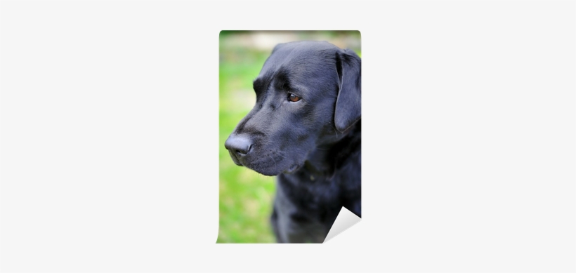 Labrador Retriever, transparent png download