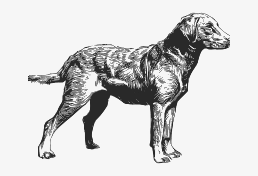 Labrador Retriever Clipart Hunting Dog - Chesapeake Bay Retriever Silhouette, transparent png download