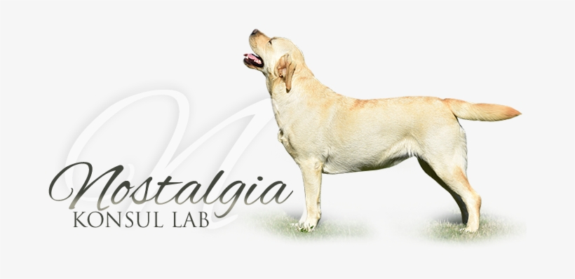 Labradorský Retrívr Konsul Lab Nostalgia - Labrador Retriever, transparent png download