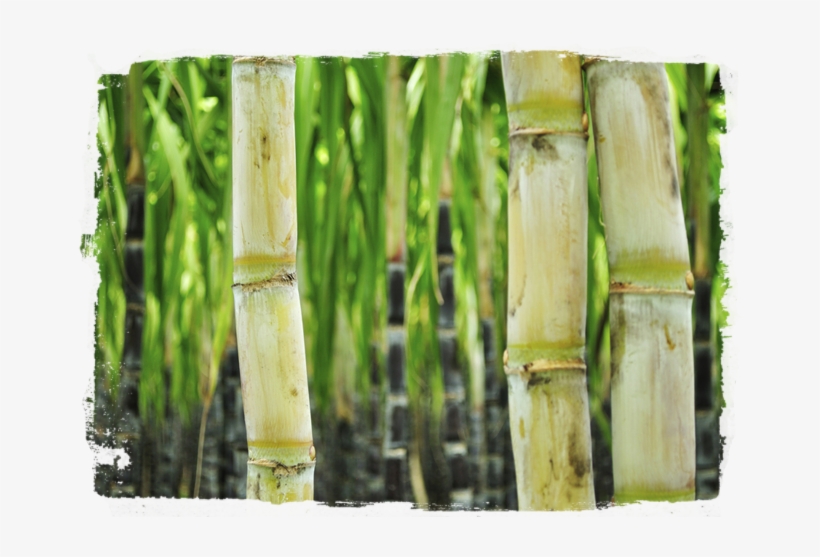 Sugarcane - Sugar Can, transparent png download