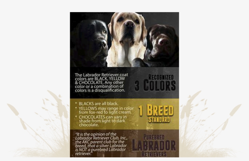 100% Dilute Free - Labrador Retriever, transparent png download