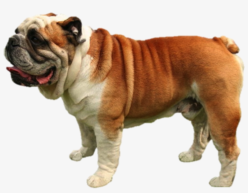 Bulldog, transparent png download
