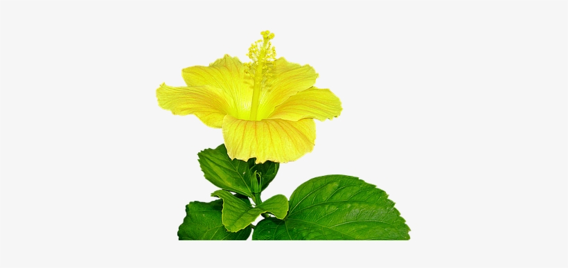 Yellow Hibiscus, Flower, Pistil, Plant - Yellow Hibiscus Flower Png, transparent png download