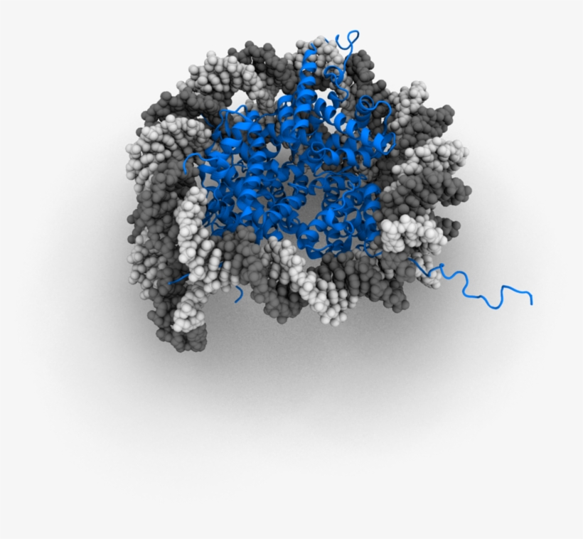 Nucleosome 3d - Nucleosome 3d Model, transparent png download