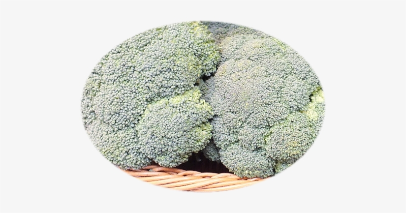 Previousnext - Broccoli, transparent png download