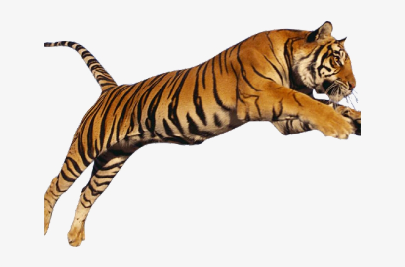 Imagenes De Un Tigre Saltando, transparent png download