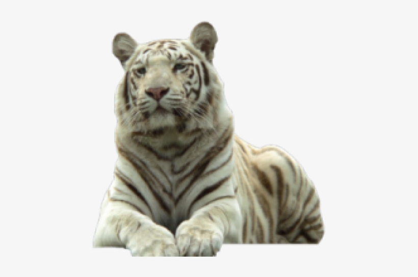 Aztec Legend Lord Of The Jaguars, transparent png download