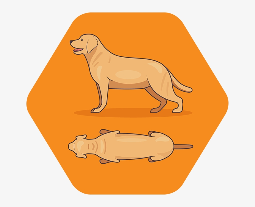 Image - Image - Image - Image - Dog Catches Something, transparent png download