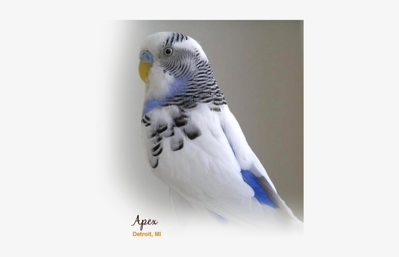 Zoo Med - Budgie, transparent png download
