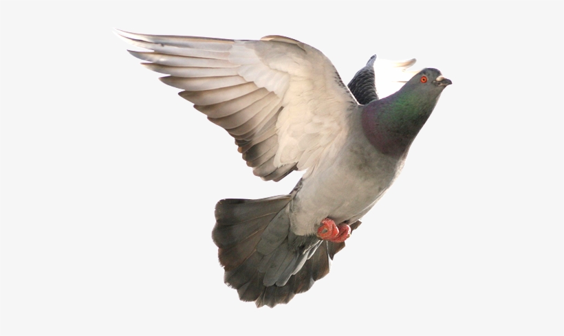 Bbd-9 - Portable Network Graphics, transparent png download