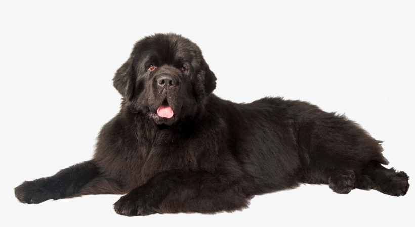 Dog Png - Newfoundland Dog No Background, transparent png download
