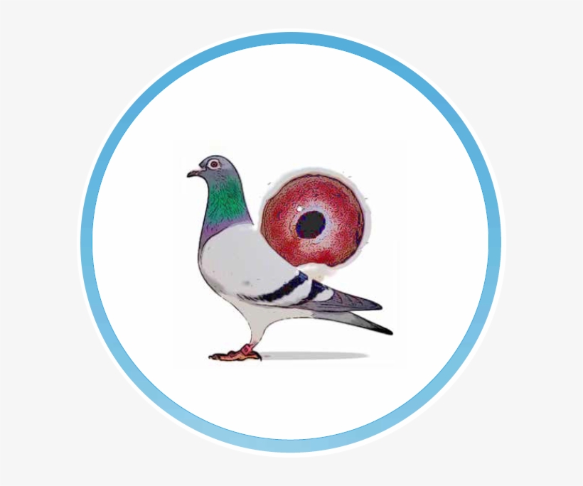 Welcome To Pigeonmarket - Pigeons And Doves, transparent png download